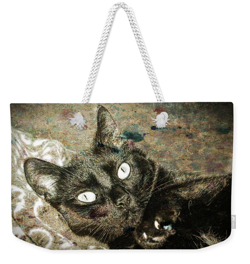 Cat Weekender Tote Bag featuring the photograph Junior #1 by David Yocum
