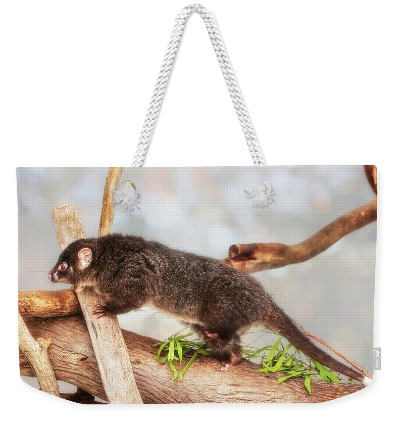 Mad About Wa Weekender Tote Bag featuring the photograph Kaya the Ringtail Possum, Native Animal Rescue #1 by Dave Catley