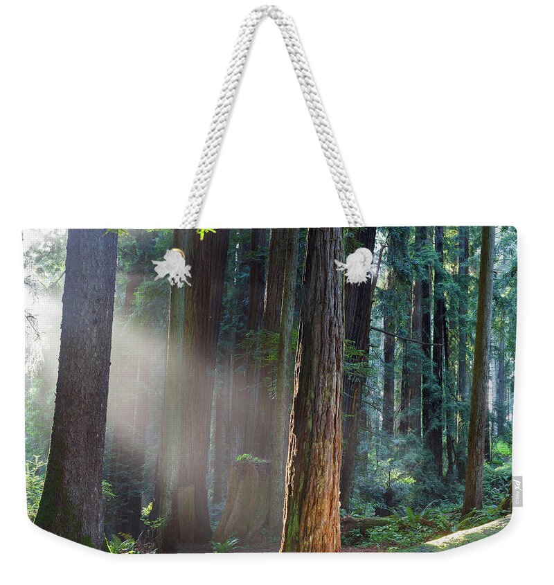 Tree Weekender Tote Bag featuring the photograph Keepers Of The Light by Mark Alder