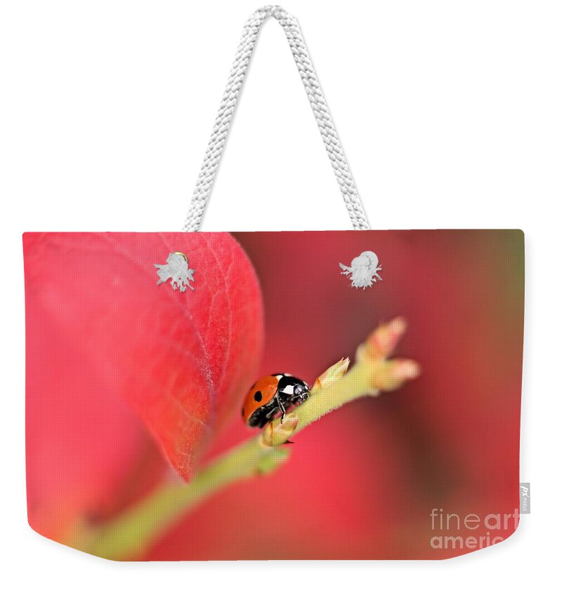 Beetle Weekender Tote Bag featuring the photograph Ladybird On An Autumn Leaf #1 by MSVRVisual Rawshutterbug