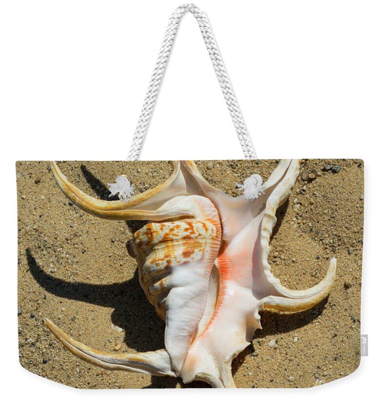 Lambis Arthritica Spider Conch Weekender Tote Bag featuring the photograph Lambis Arthritica Spider Conch #1 by Frank Wilson