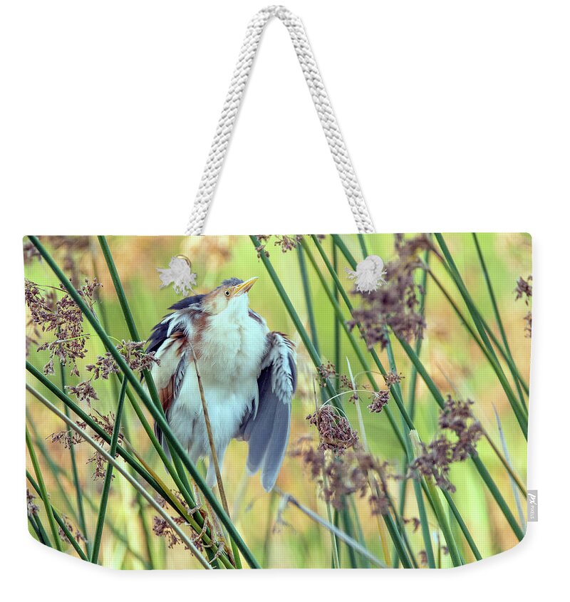 Least Weekender Tote Bag featuring the photograph Least Bittern Fluffing Up 3877 #2 by Tam Ryan