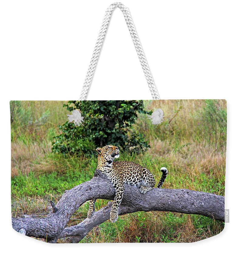 Leopard Weekender Tote Bag featuring the photograph Leopard - Botswana, Africa by Richard Krebs