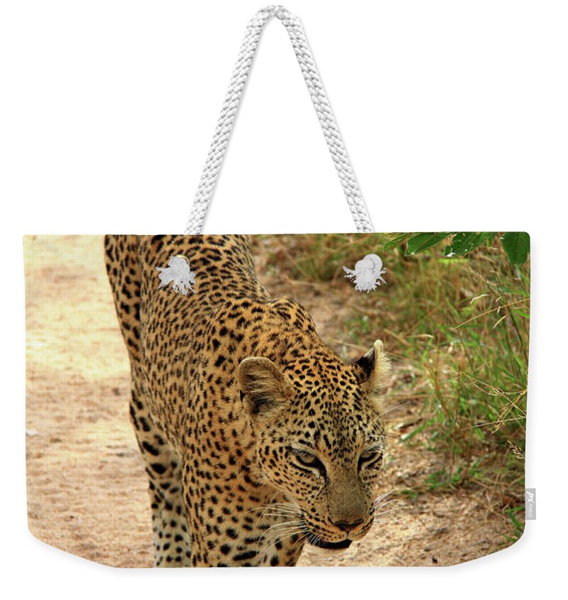 Leopard Weekender Tote Bag featuring the photograph Leopard #2 by Richard Krebs