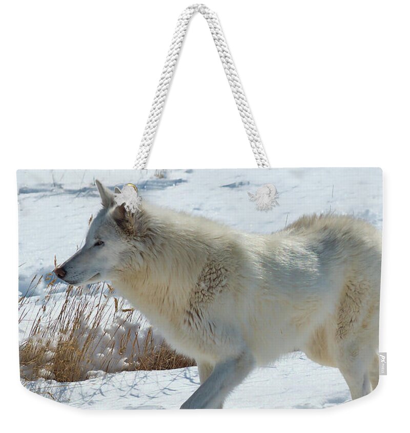 Lone White Wolf Weekender Tote Bag featuring the photograph Lone White Wolf by O Lena