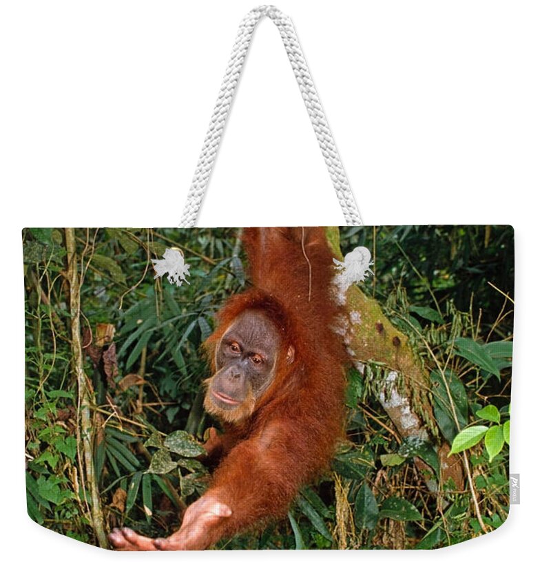 Orangutan Weekender Tote Bag featuring the photograph Looking for a Handout #1 by Michele Burgess