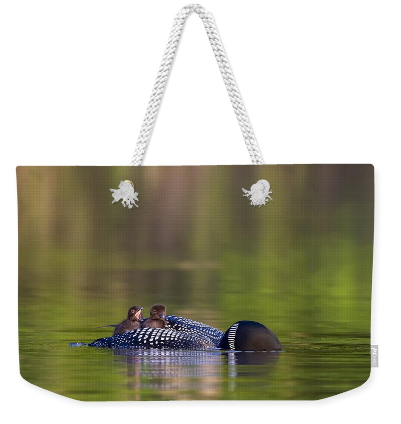Common Loon Weekender Tote Bag featuring the photograph Loon Chick Yawn #2 by John Vose