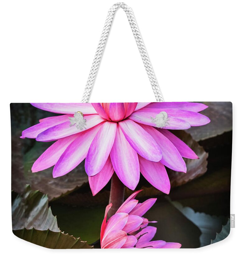 Aquatic Weekender Tote Bag featuring the photograph Splendor in water-waterlily by Usha Peddamatham