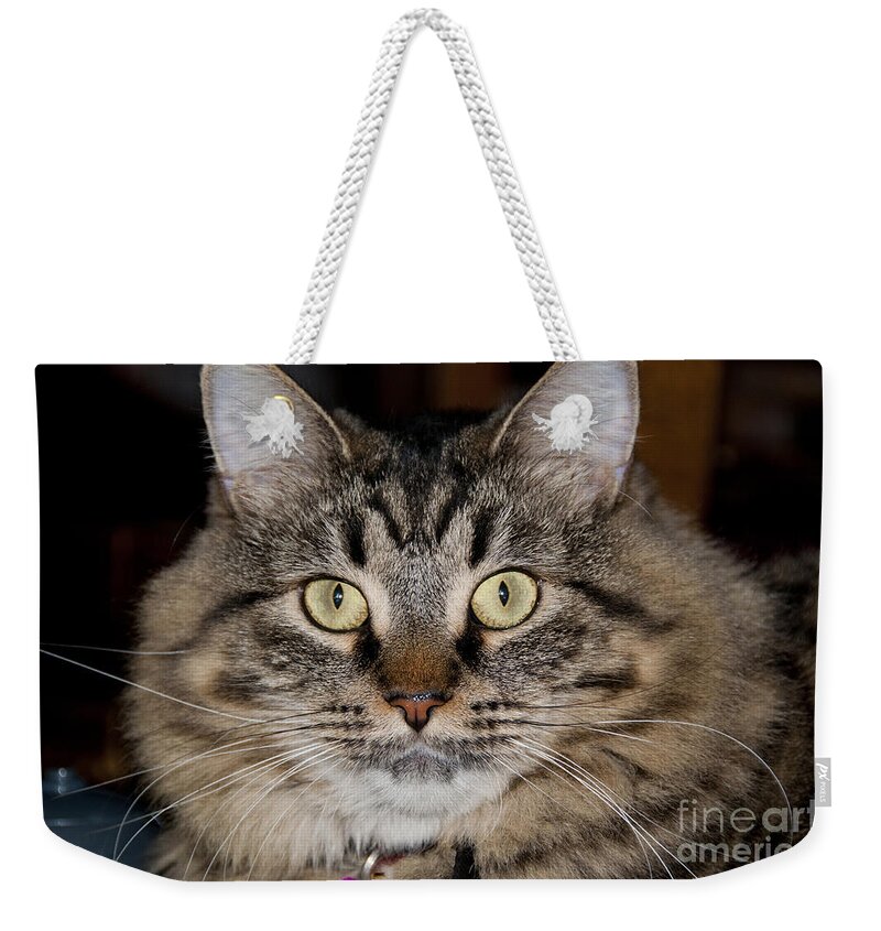 Nature Weekender Tote Bag featuring the photograph Maine Coon Cat #1 by William H. Mullins