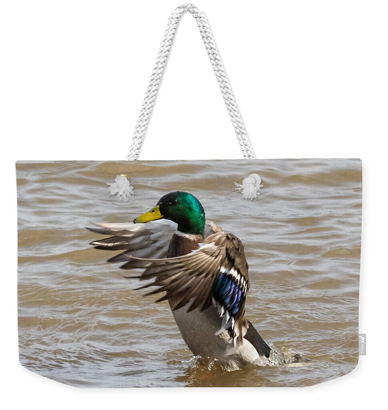 Male Weekender Tote Bag featuring the photograph Male Mallard by Holden The Moment