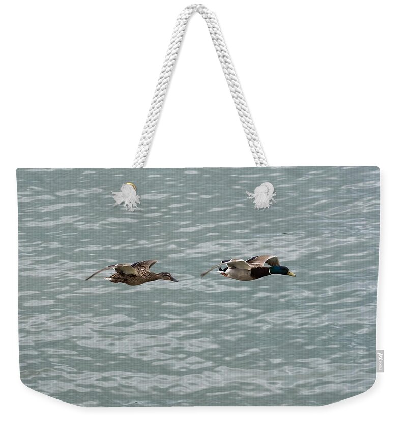 Mallard Weekender Tote Bag featuring the photograph Mallards in Flight by Holden The Moment