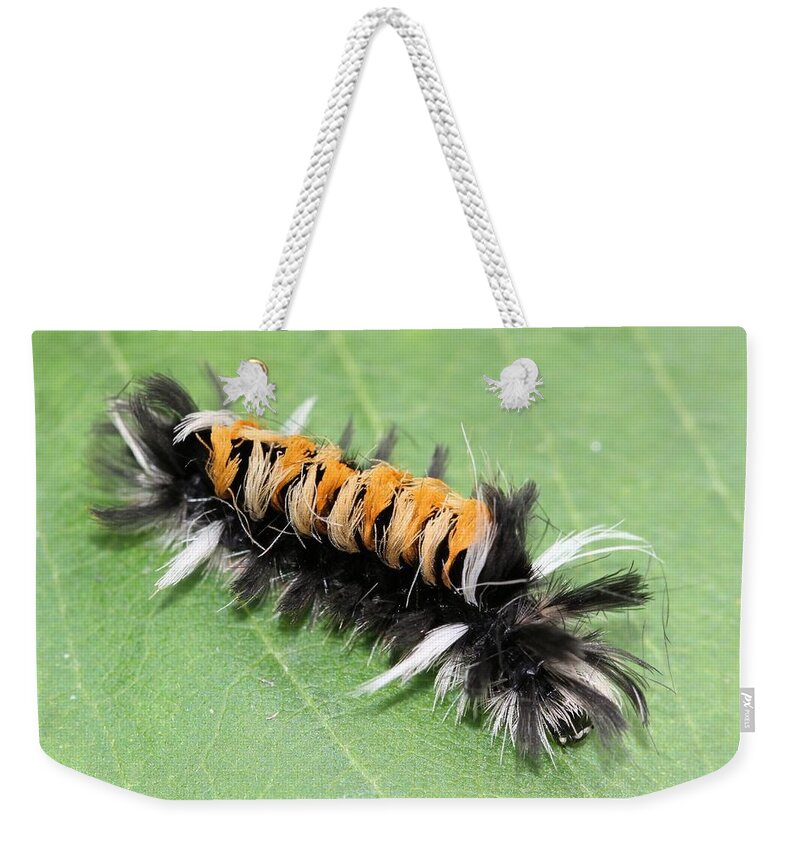 Milkweed Tussock Moth Caterpillar Weekender Tote Bag featuring the photograph Milkweed Tussock Moth caterpillar #2 by Doris Potter