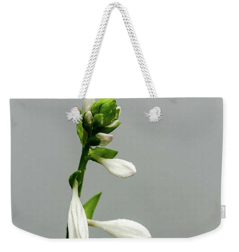 Winterpacht Weekender Tote Bag featuring the photograph Morning Rains #1 by Miguel Winterpacht