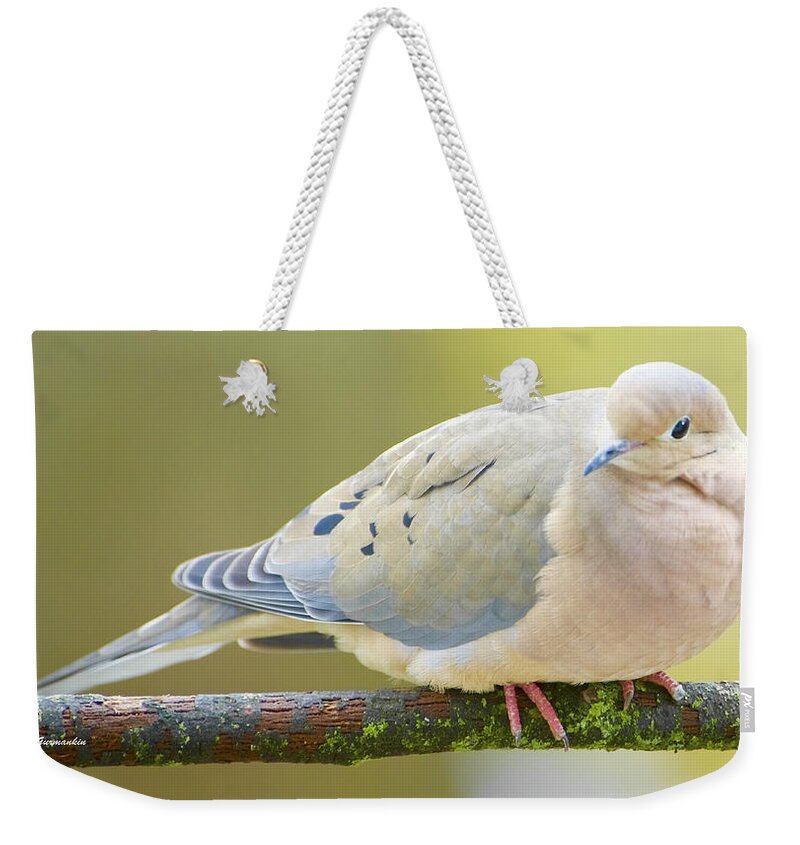Taxonmy Weekender Tote Bag featuring the photograph Mourning Dove on Tree Branch #1 by A Macarthur Gurmankin