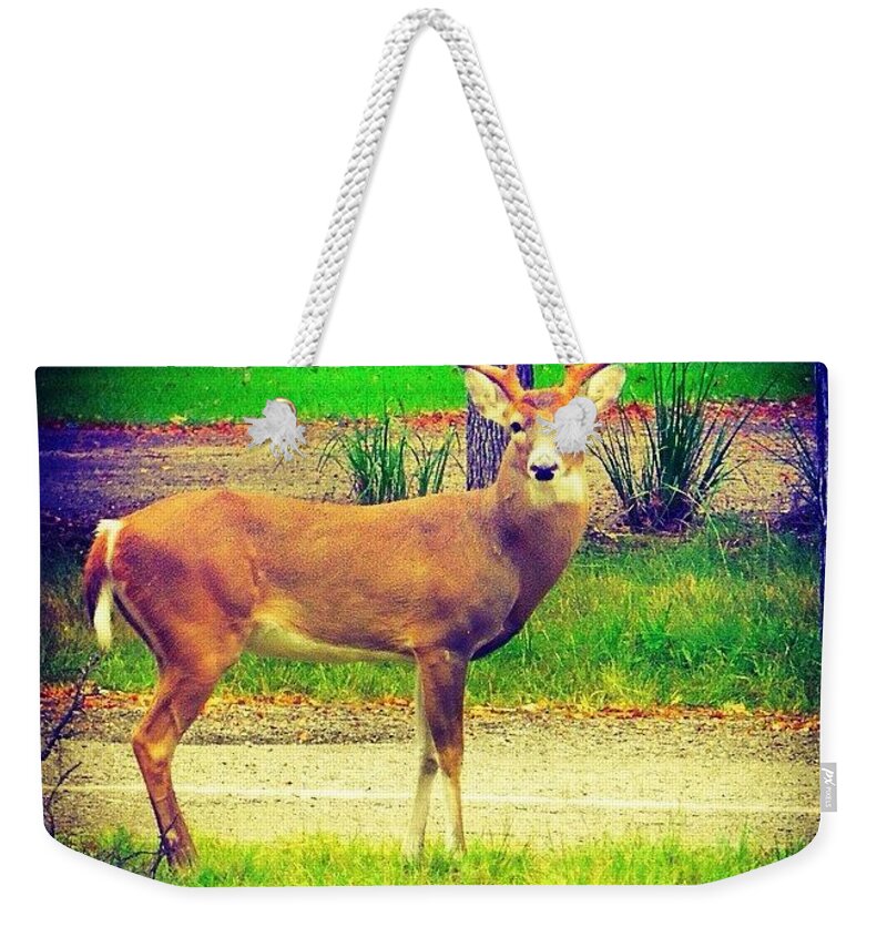 Fawn Weekender Tote Bag featuring the photograph Mr. Big #horns Keeps Chasing All The #1 by Austin Tuxedo Cat