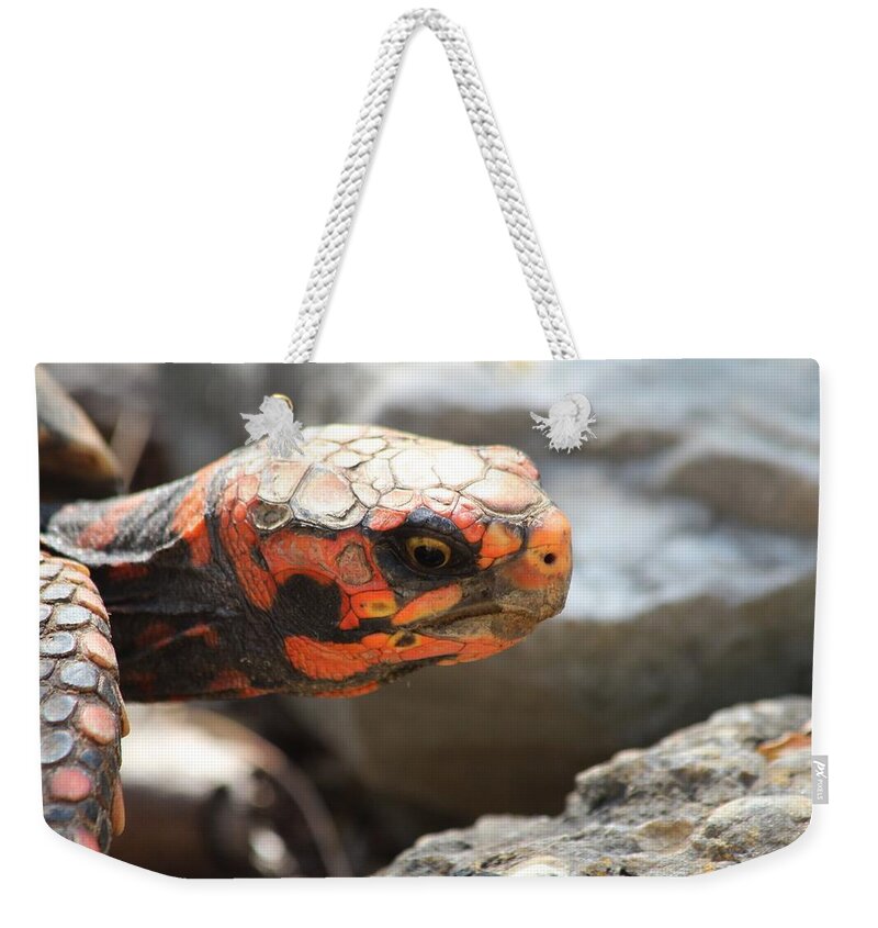 Exotic Weekender Tote Bag featuring the photograph Naples FL #1 by Donn Ingemie