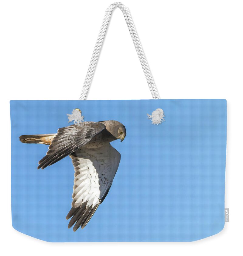Northern Weekender Tote Bag featuring the photograph Northern Harrier #1 by Tam Ryan