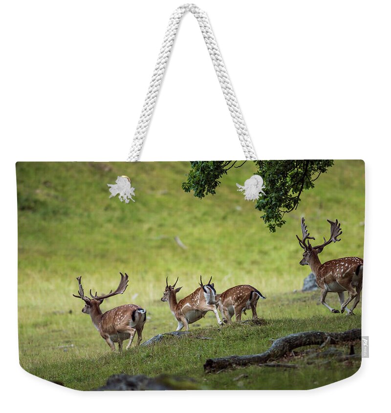 Four Fallow Deer Bucks Weekender Tote Bag featuring the photograph On the run by Torbjorn Swenelius