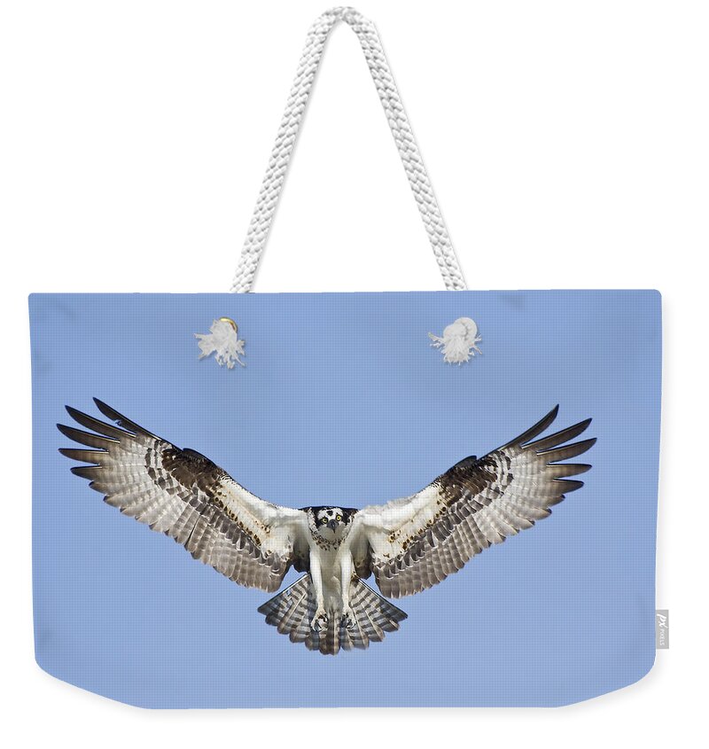 Osprey Weekender Tote Bag featuring the photograph Osprey in Flight by Bob Decker