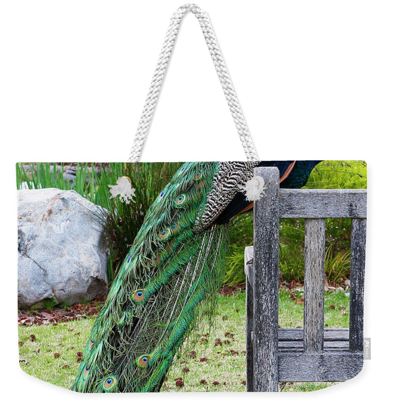 Animal Weekender Tote Bag featuring the photograph Peacock #1 by Nicholas Burningham