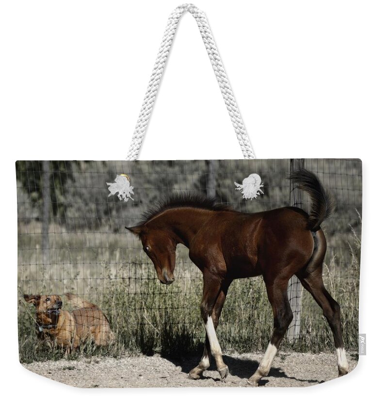Filly And Dog Playing Weekender Tote Bag featuring the photograph Playmates #2 by Debra Sabeck