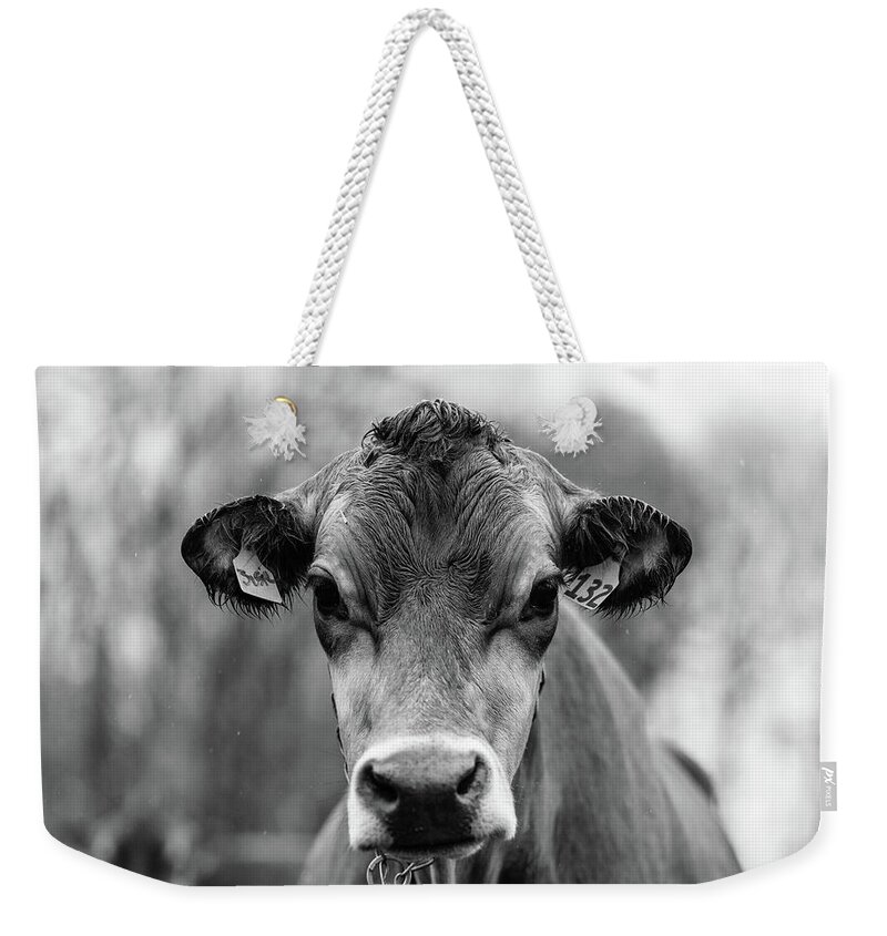 Livestock Weekender Tote Bag featuring the photograph Portrait of a dairy cow in the rain Stowe Vermont #1 by Edward Fielding