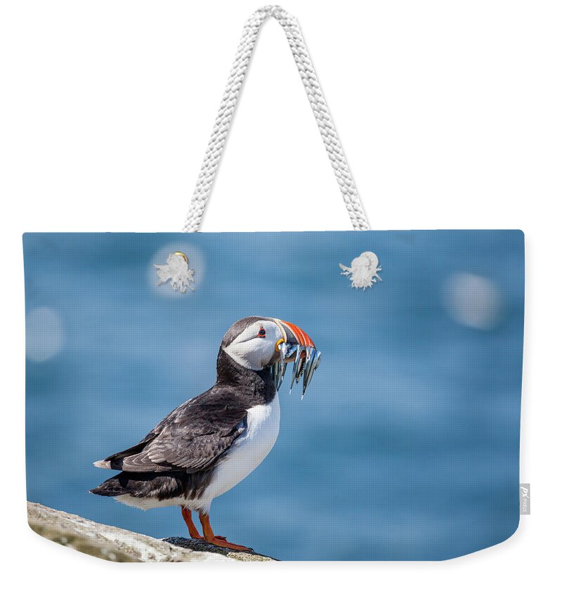 Atlantic Puffin Weekender Tote Bag featuring the photograph Puffin With Fish For Tea #1 by Anita Nicholson