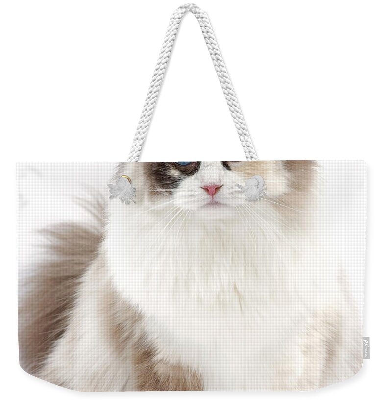 Cat Weekender Tote Bag featuring the photograph Ragdoll Kitten #1 by Jean-Michel Labat