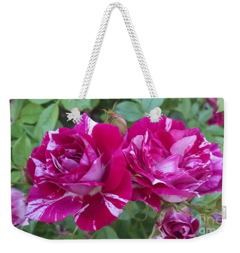 Floral Weekender Tote Bag featuring the photograph Red and white rose #1 by Steven Wills