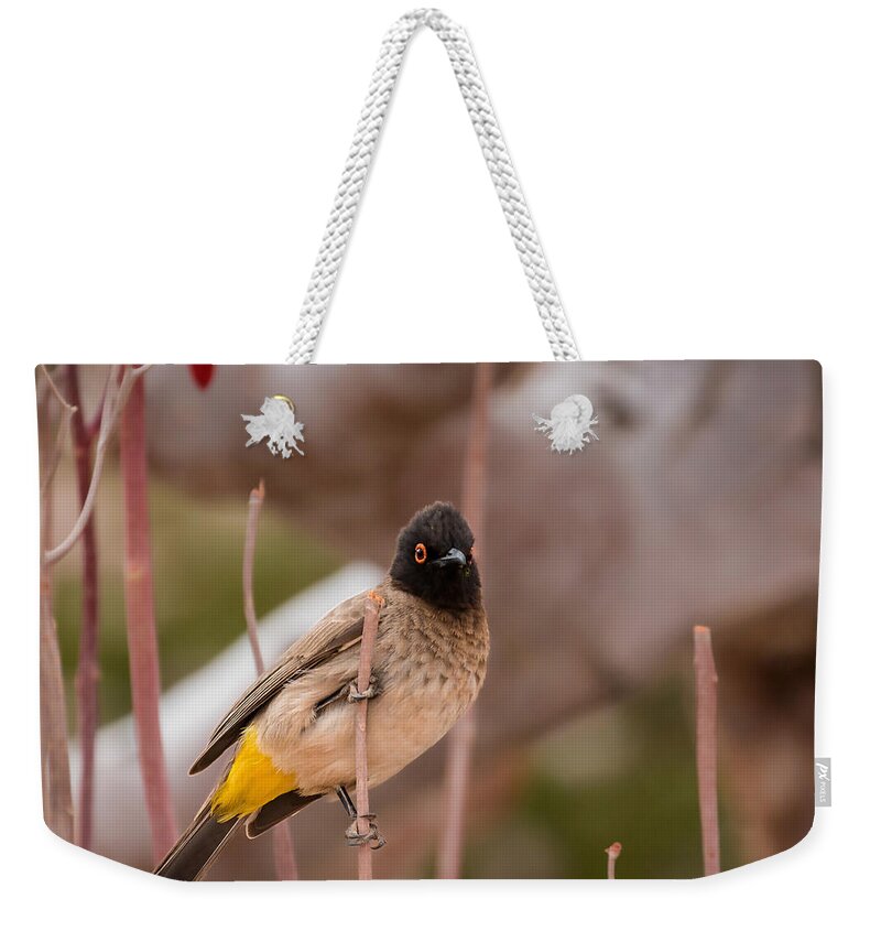 Bird Weekender Tote Bag featuring the photograph Red-eyed Bulbul #1 by Claudio Maioli