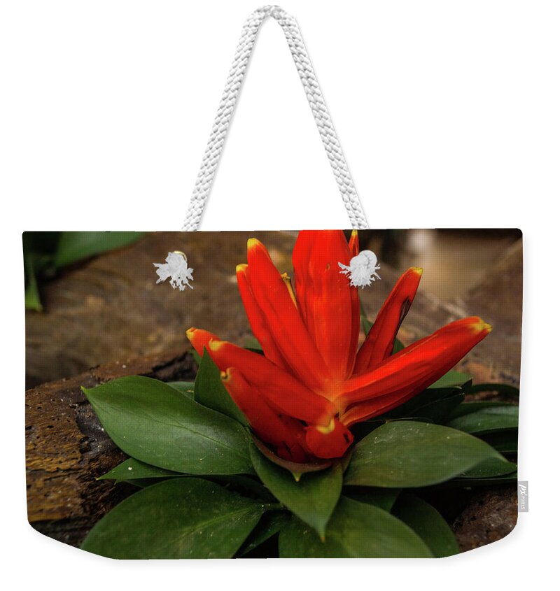Red Weekender Tote Bag featuring the photograph Red Flower #2 by James Gay