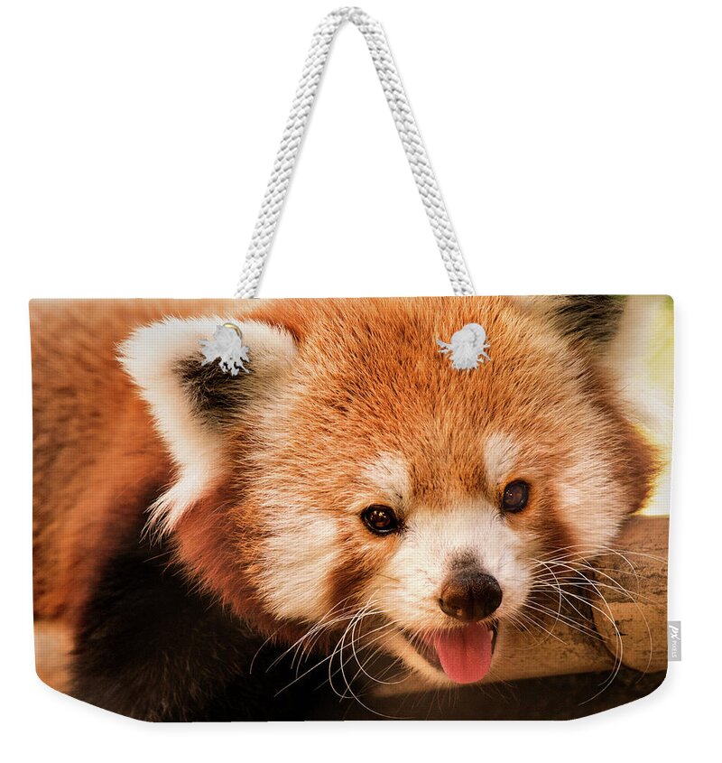 Red Panda Weekender Tote Bag featuring the photograph Red Panda #1 by Don Johnson