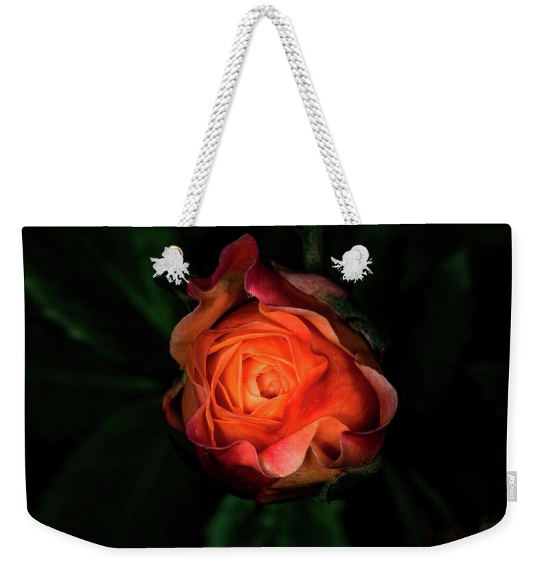 Jay Stockhaus Weekender Tote Bag featuring the photograph Rose #1 by Jay Stockhaus