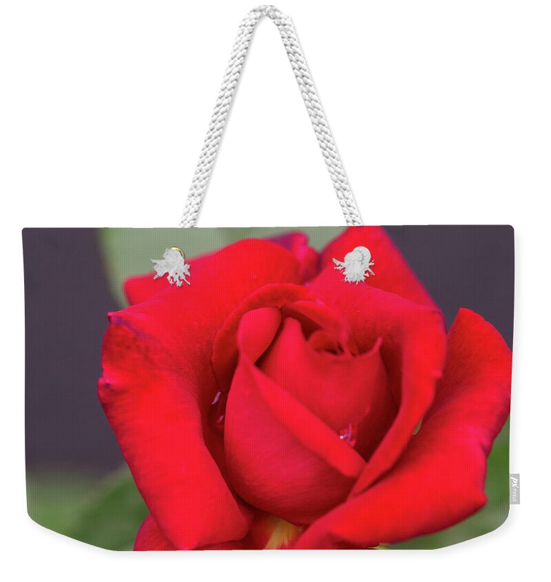 Rose Weekender Tote Bag featuring the photograph Rose Red #1 by Cathy Donohoue