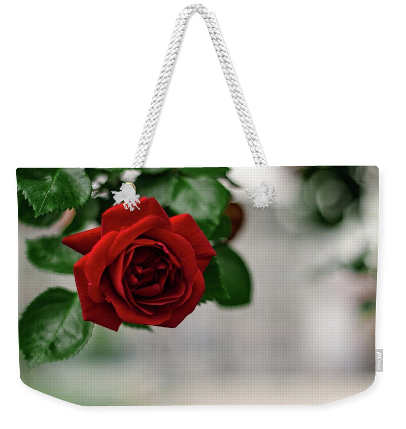 Winterpacht Weekender Tote Bag featuring the photograph Roses in the City Park #1 by Miguel Winterpacht