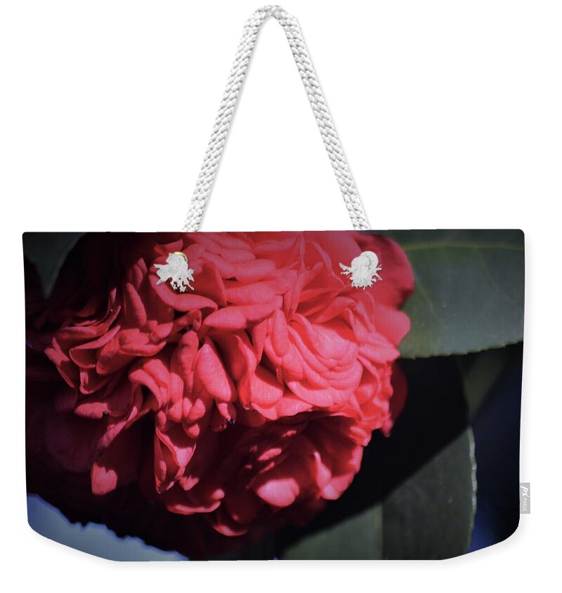 Ruffled Camellia Weekender Tote Bag featuring the painting Ruffled Camellia #1 by Warren Thompson