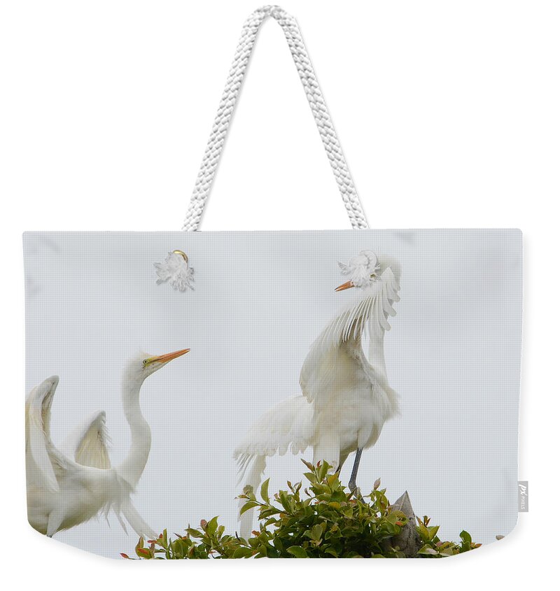Great White Egrets Weekender Tote Bag featuring the photograph Sibling Rivalry #1 by Fraida Gutovich