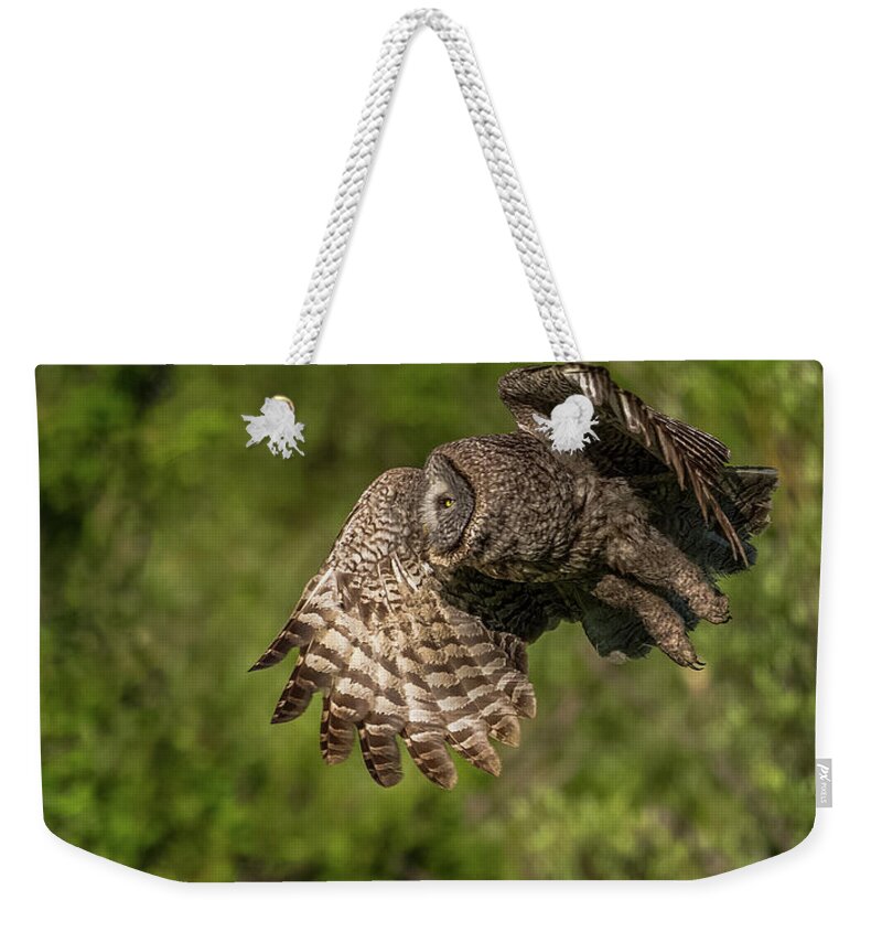 Great Grey Owl Weekender Tote Bag featuring the photograph Silent Flight At Dawn #1 by Yeates Photography