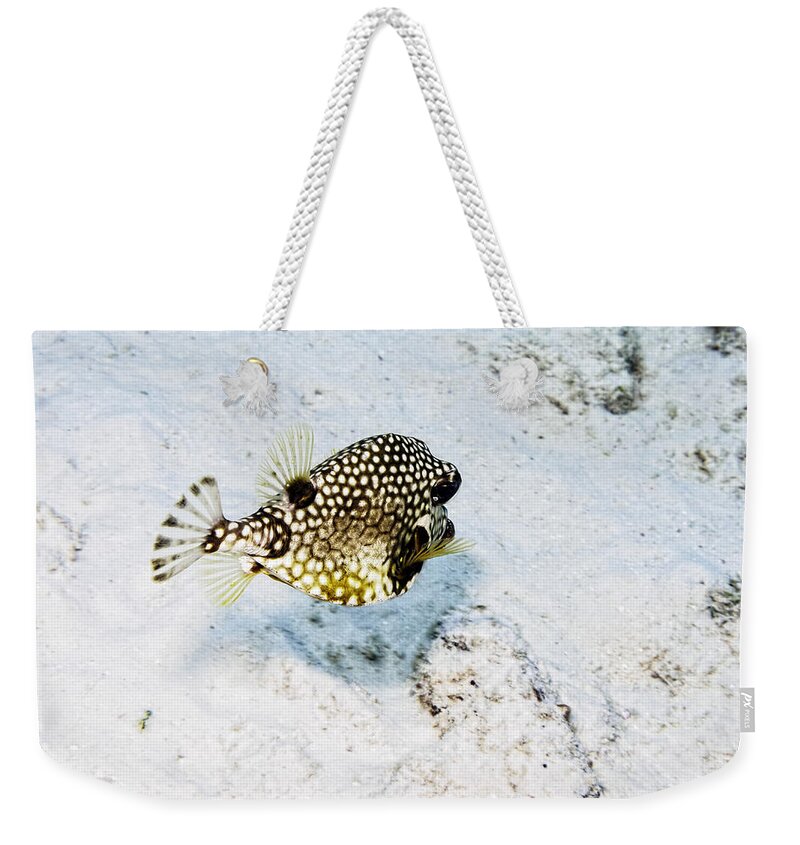 Smooth Trunkfish Weekender Tote Bag featuring the photograph Smooth Trunkfish #2 by Perla Copernik