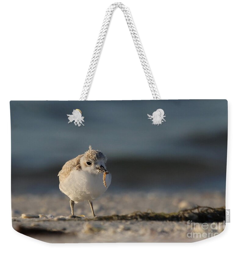 Snowy Plover Weekender Tote Bag featuring the photograph Snowy Plover #1 by Meg Rousher