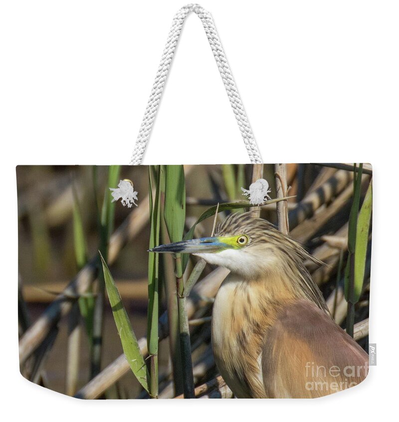 Animal Weekender Tote Bag featuring the photograph Squacco heron - Ardeola ralloides #1 by Jivko Nakev