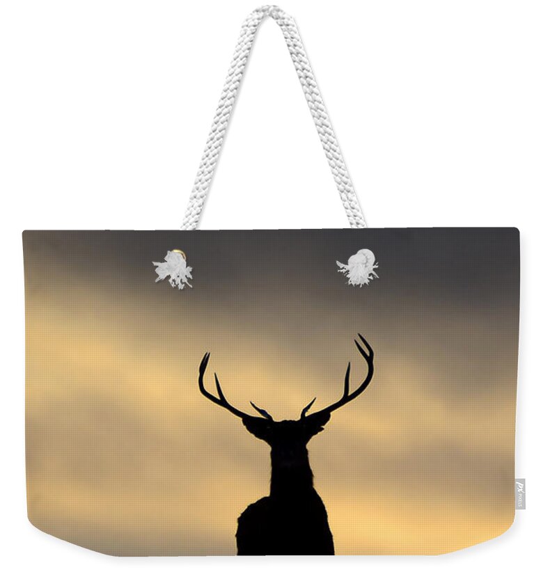 Stag Silhouette Weekender Tote Bag featuring the photograph Stag Silhouette #1 by Gavin MacRae