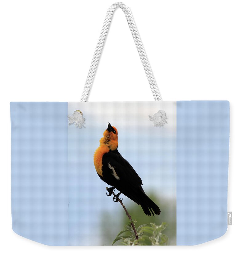 Yellow-headed Blackbird Weekender Tote Bag featuring the photograph Standing Tall #2 by Shane Bechler