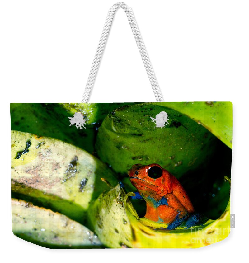Strawberry Poison Frog Weekender Tote Bag featuring the photograph Strawberry Poison Dart Frog #1 by Dant Fenolio