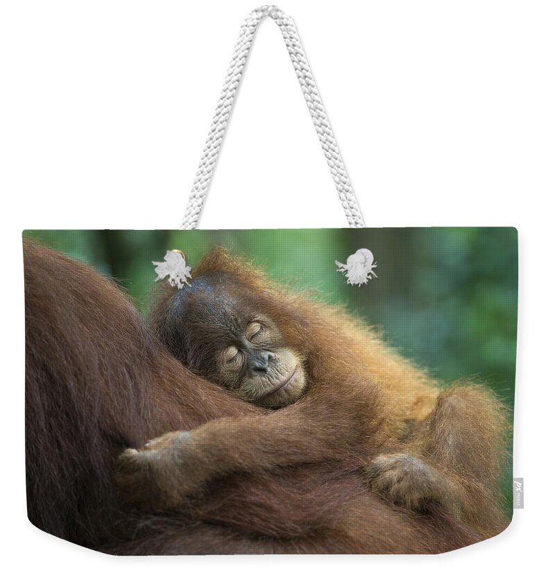 Mp Weekender Tote Bag featuring the photograph Sumatran Orangutan Pongo Abelii Two #1 by Suzi Eszterhas
