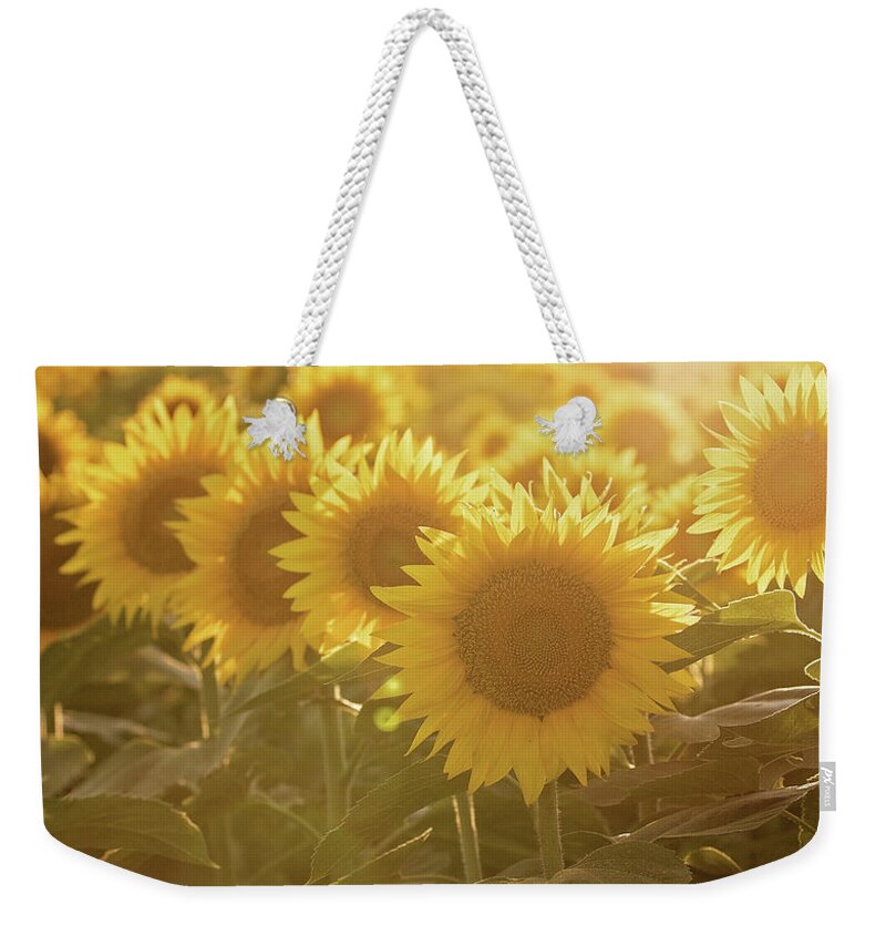 Sunflower Weekender Tote Bag featuring the photograph Sunflower Sunrise #1 by Eilish Palmer