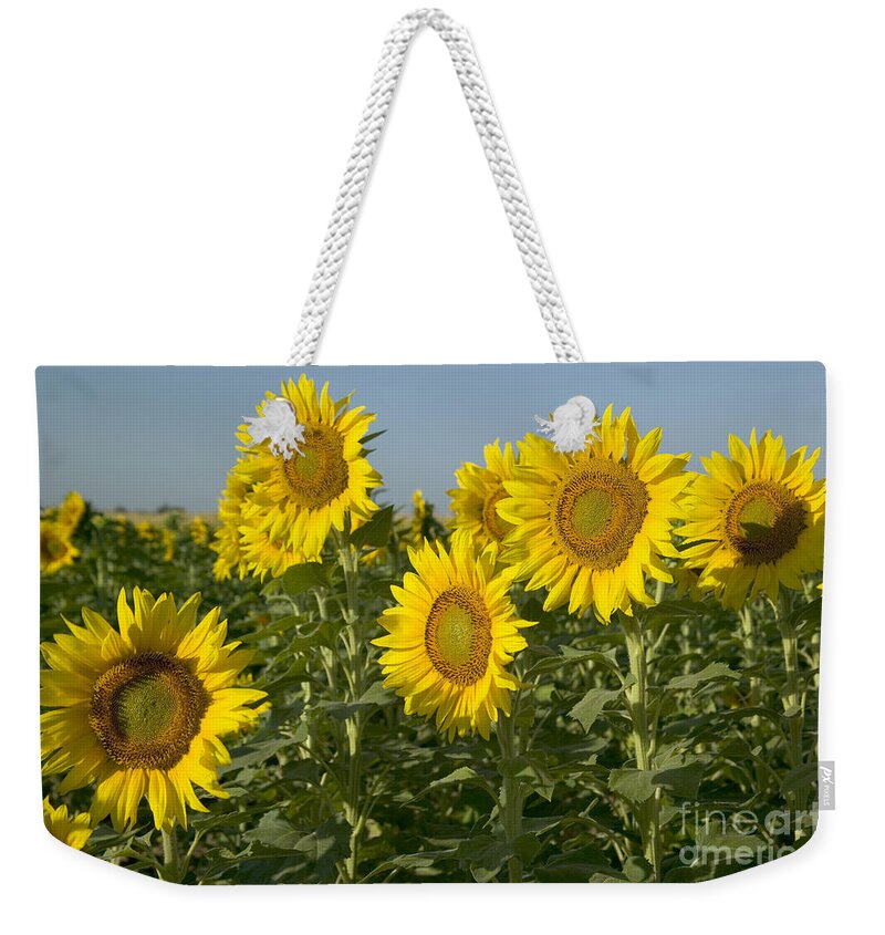Sunflowers Weekender Tote Bag featuring the photograph Sunflowers In A Field #1 by Inga Spence