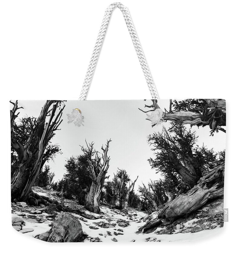 Tree Weekender Tote Bag featuring the photograph The Ancients #1 by Jody Partin