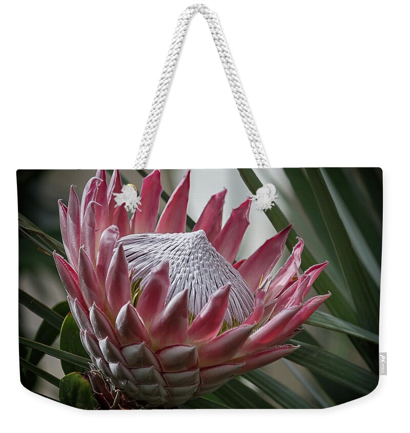Protea Weekender Tote Bag featuring the photograph The King of Proteas #1 by Shirley Mitchell