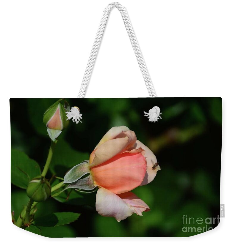 Roses Weekender Tote Bag featuring the photograph The Visitor #1 by Cindy Manero